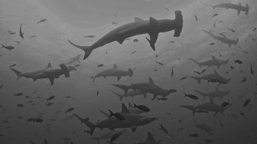 Firdaus Nagree scuba diving among hammerhead sharks